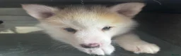 Pomsky dogs for sale: Last gorgeous boy left f3 pomsky - Advert 17