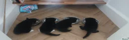 Mixed Breed cats for sale: Lovely little boy kitten  - Advert 2