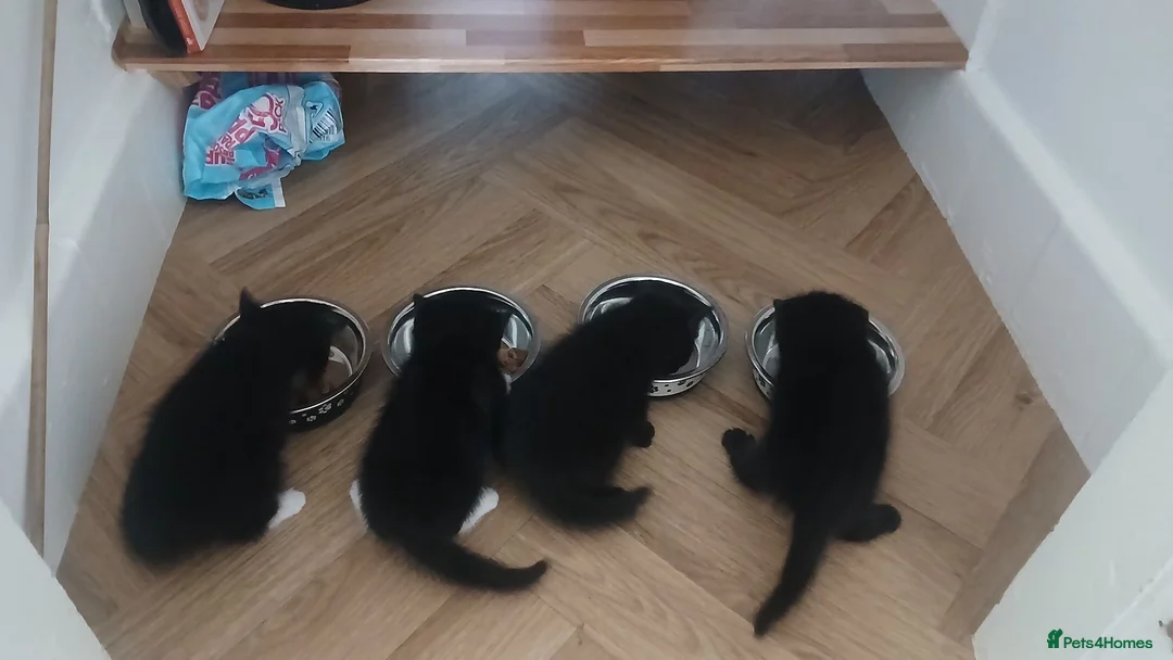 Mixed Breed cats for sale: Lovely little boy kitten  - Advert 2