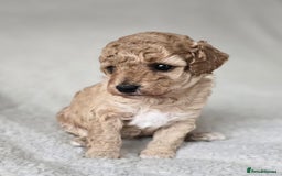 Miniature Poodle dogs for sale: SMALL SIZE MINIATURE PUPPIES RARE COLOUR DNA TEST - Image 10
