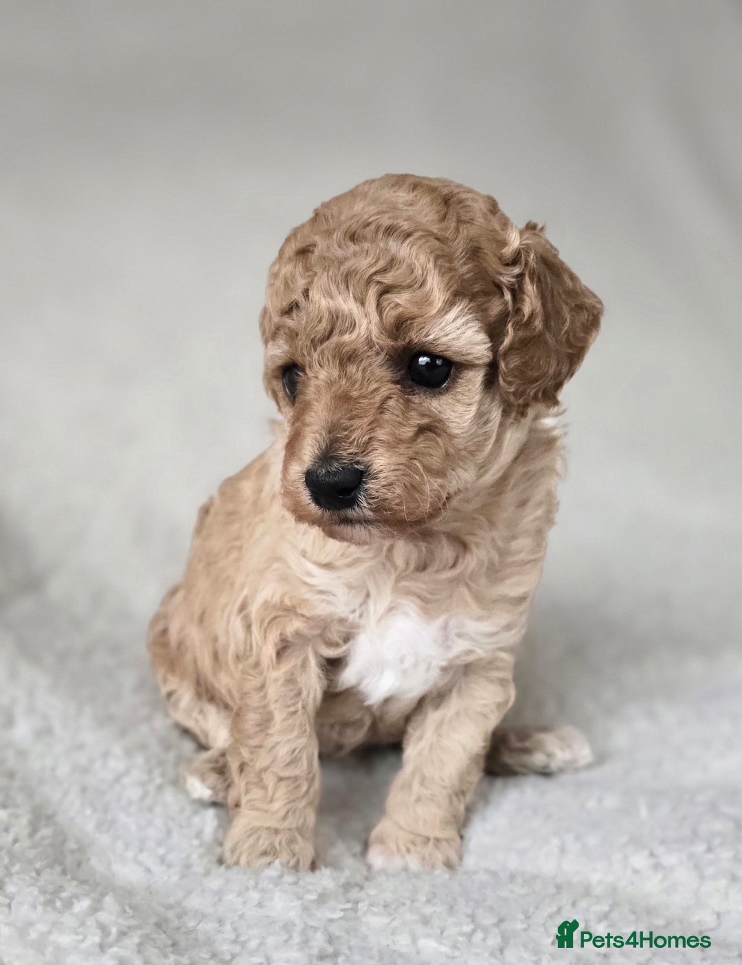 Miniature Poodle dogs for sale: SMALL SIZE MINIATURE PUPPIES RARE COLOUR DNA TEST - Image 10