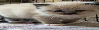 Squiggle