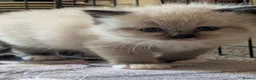 Ragdoll cats for sale: Ragdoll 3/4 x Persian kittens 1/4 in Cheddar - Advert 34