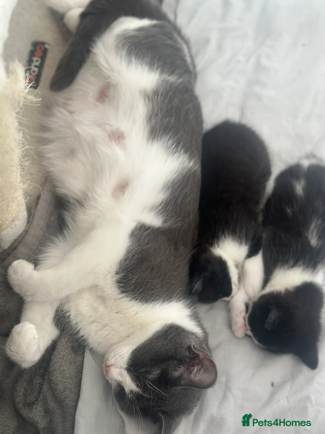 Mixed Breed cats for sale: 4 beautiful baby kittens ready to go - Advert 2