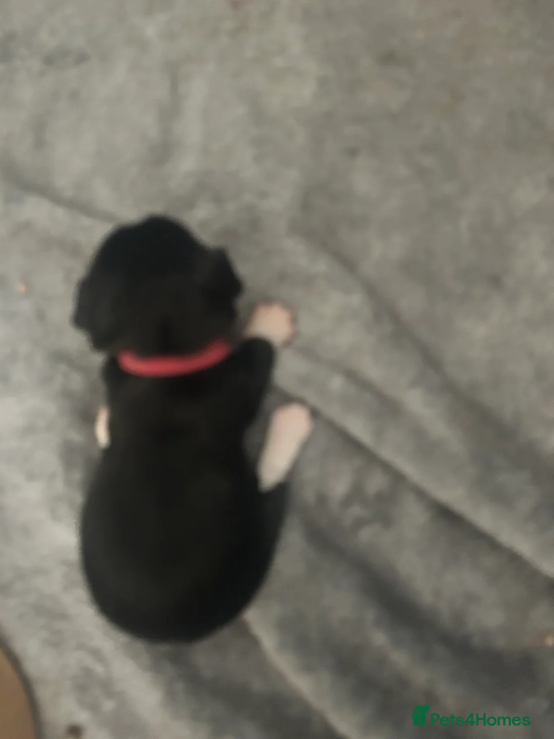 Sprollie dogs for sale: Beautiful litter of sprollies - Advert 7