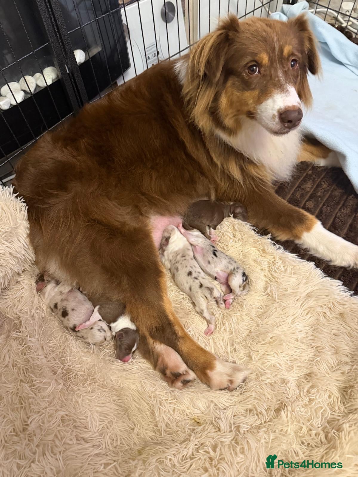 Australian Shepherd dogs Cute Australian Shepherd puppies♥️ - Advert 2
