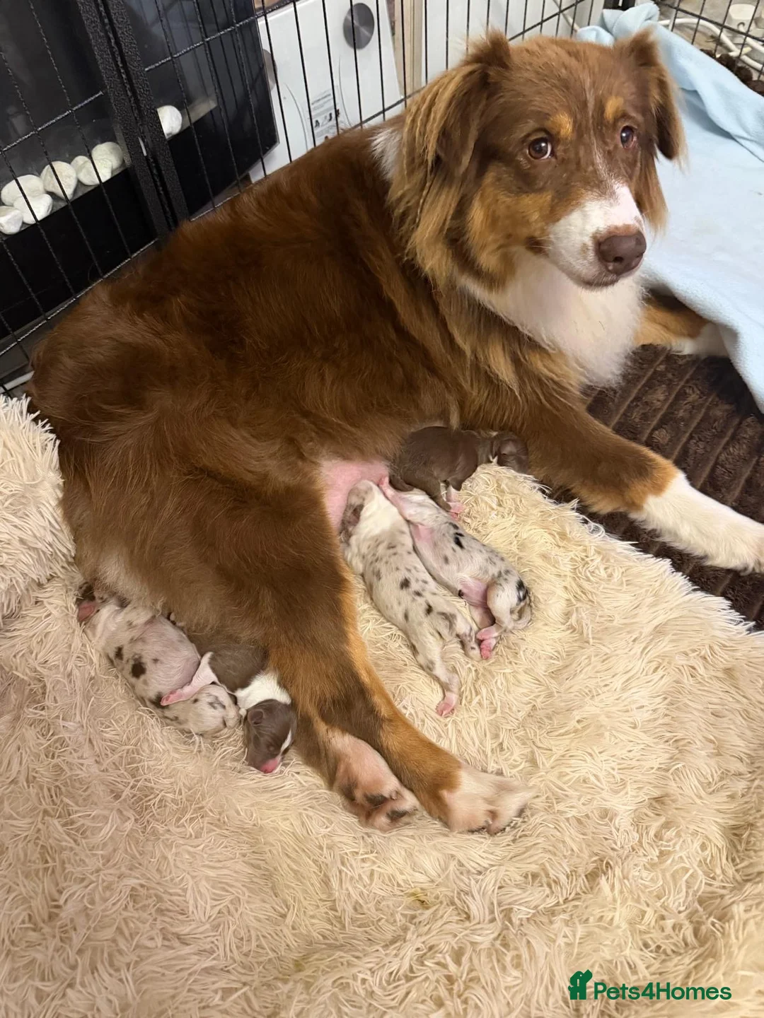 Australian Shepherd dogs for sale: Cute Australian Shepherd puppies♥️ - Advert 2