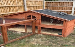 Guinea Pig rodents for sale: Two Male Guinea Pigs - FREE TO GOOD HOME - Image 2