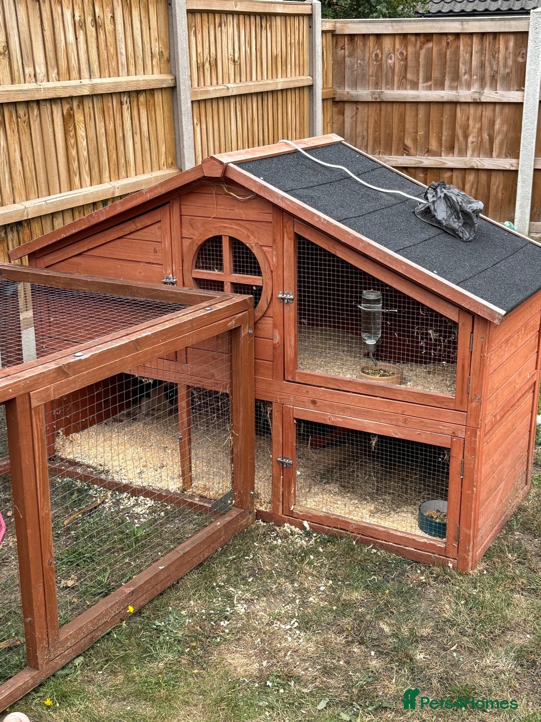 Guinea Pig rodents for sale: Two Male Guinea Pigs - FREE TO GOOD HOME - Image 2