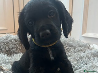 Cocker Spaniel dogs KC Registered Working Cocker Spaniel - Advert 15