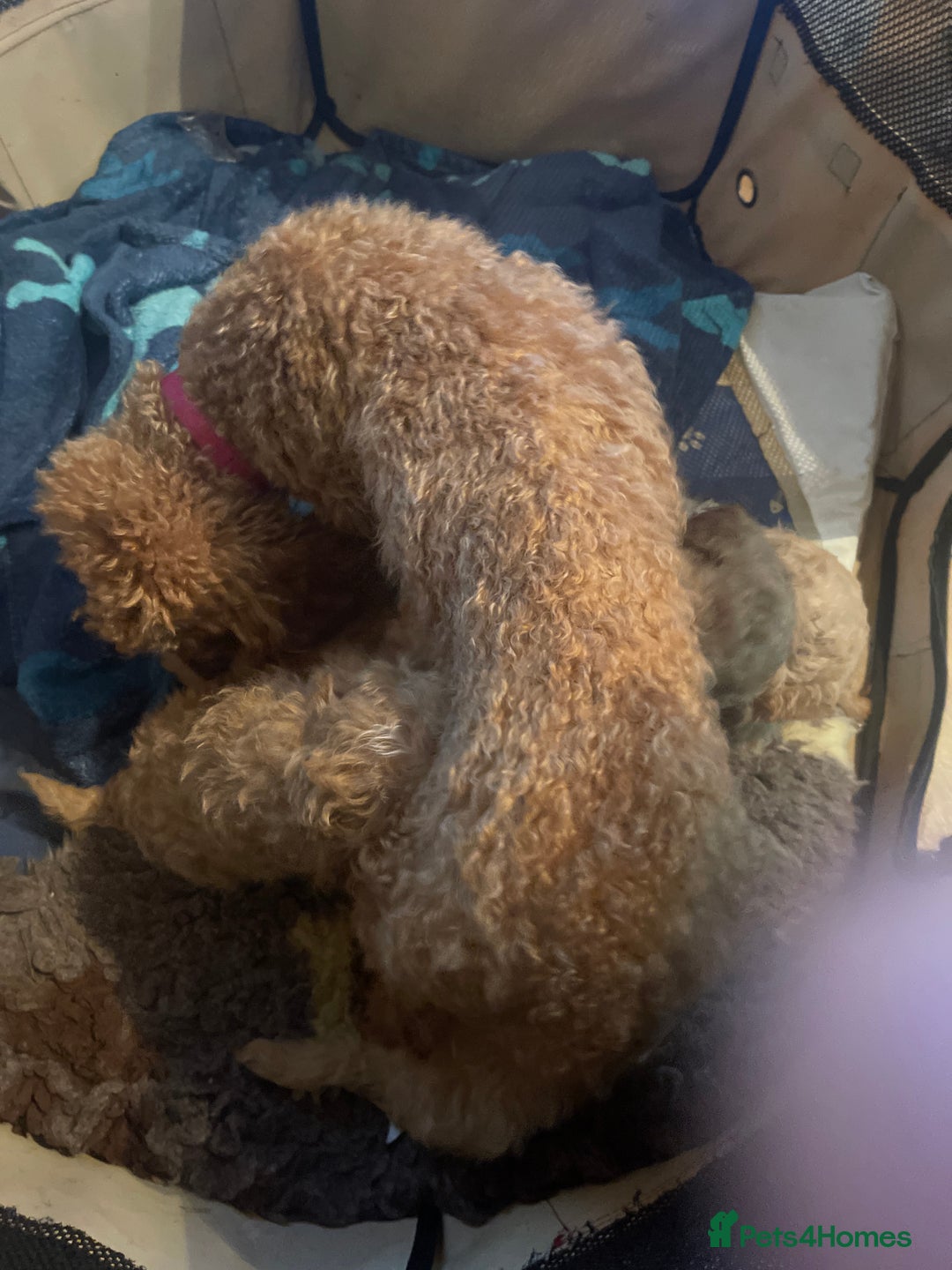 Poochon dogs for sale: 5 beautiful. Poochon puppies  - Advert 6