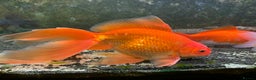 Fancy Goldfish fish for sale: Mixed Goldfish - Advert 2