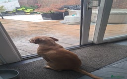 Mixed Breed dogs for sale: Arlo the French cockapoo - Image 12