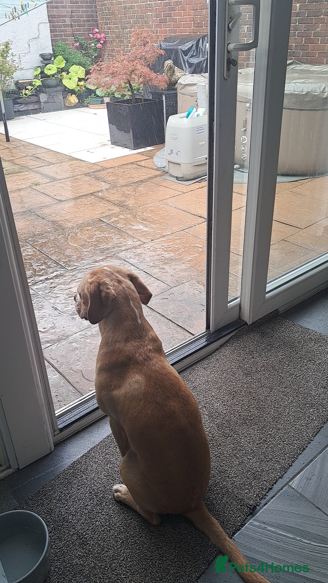 Mixed Breed dogs for sale: Arlo the French cockapoo - Image 12