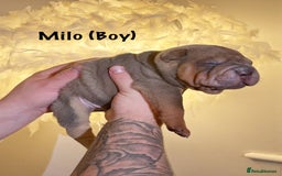 Shar Pei dogs for sale: Stunning Sharpei pups  - Image 4