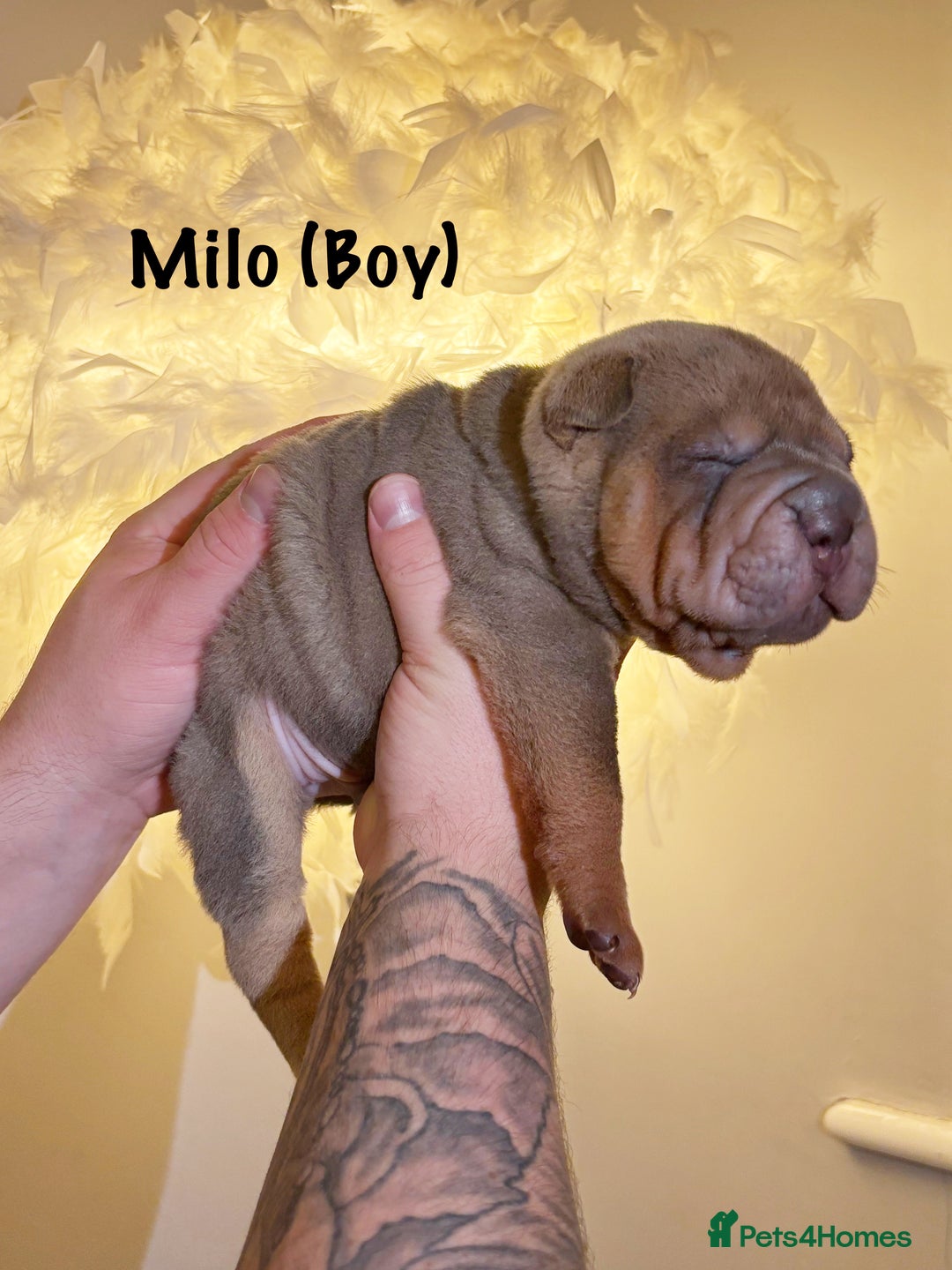 Shar Pei dogs for sale: Stunning Sharpei pups  - Image 4