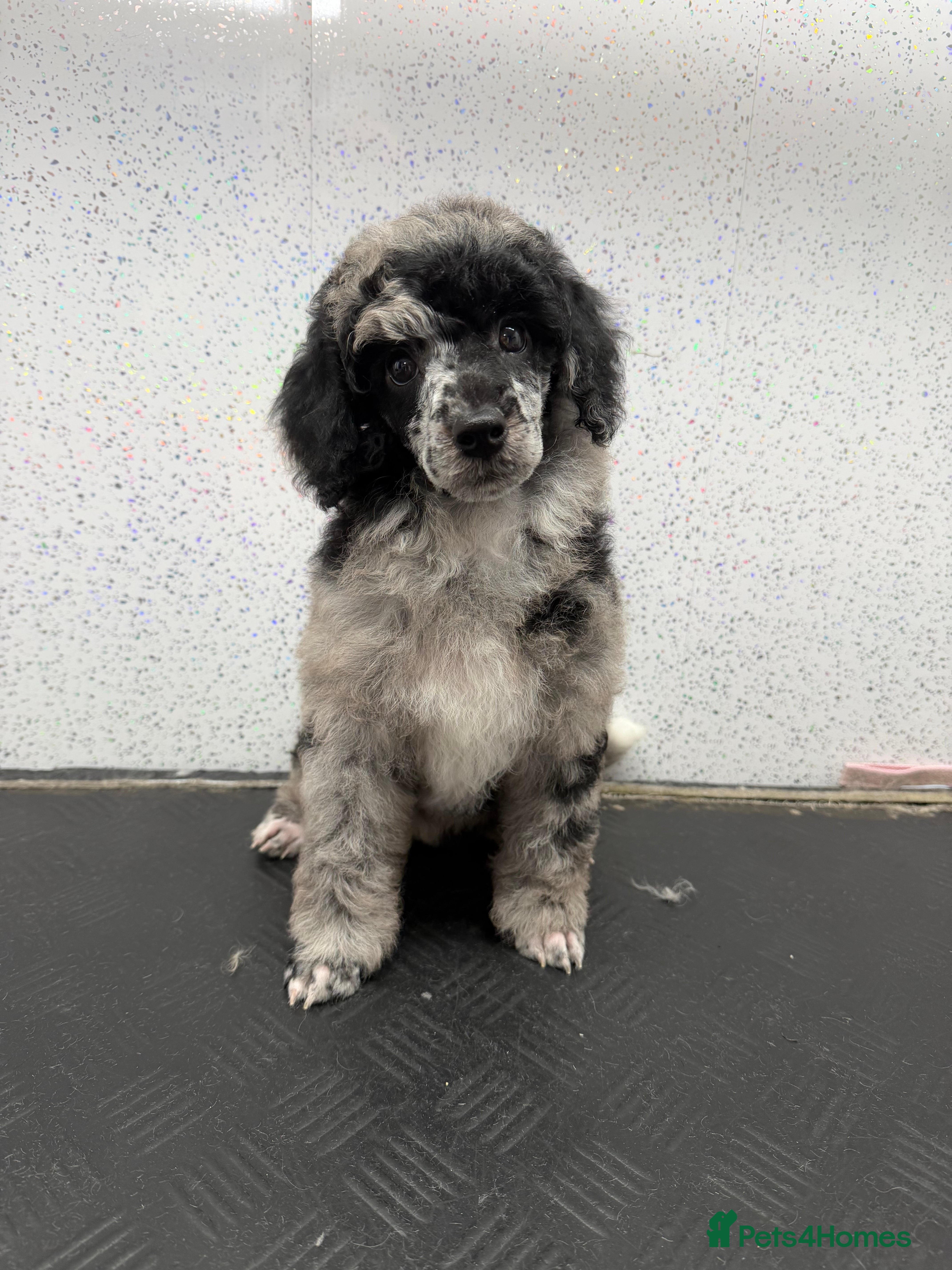 Miniature Poodle dogs 2 silver Merle girls 1 brown boy  - Advert 1