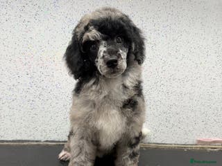 Miniature Poodle dogs 2 silver Merle girls 1 brown boy - Advert 1