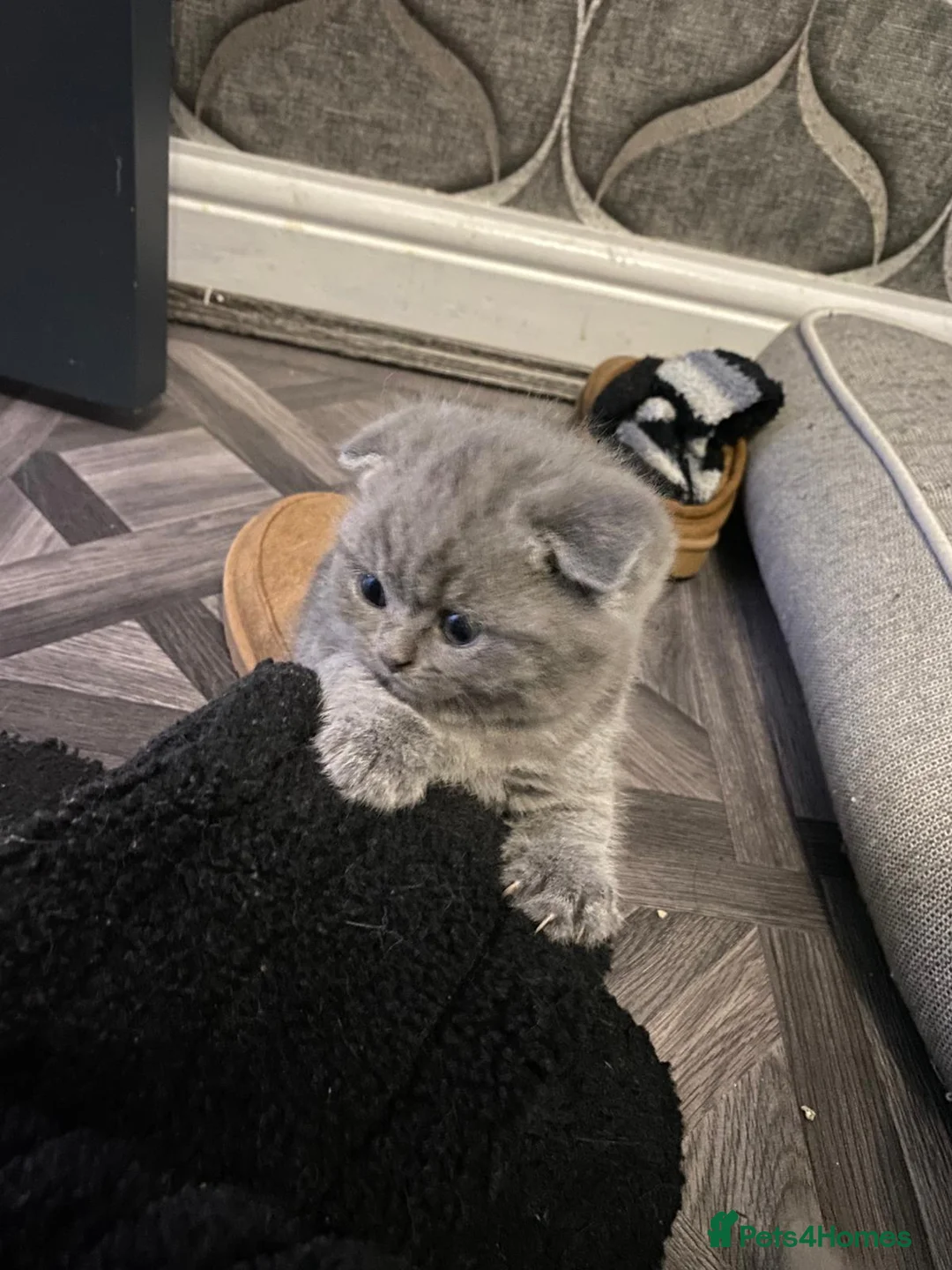 British Shorthair cats for sale: British shorthair snd scottish fold  - Advert 10