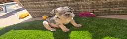 French Bulldog dogs for sale: 🐾 chunky french bulldog pups 🐾 - Advert 24