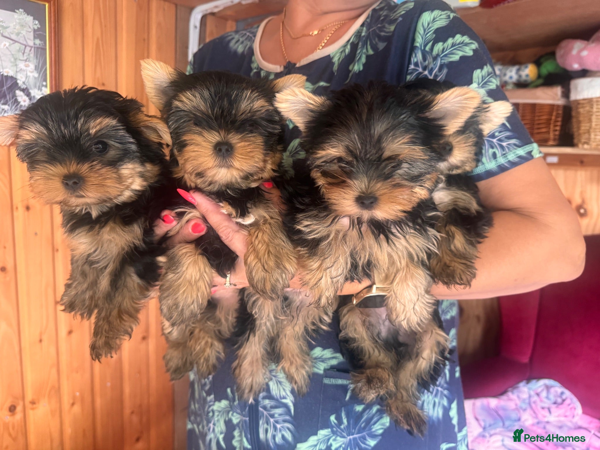 Yorkshire Terrier dogs READY NOW!!  Yorkshire Terrier Puppies 🐶 💖 - Advert 18