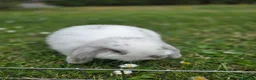 Mini Lop rabbits for sale: Mini Lops **2x boys left** - Advert 9