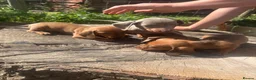 Dachshund dogs for sale: Beautiful Dachshund Boys! - Advert 8