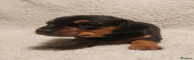 Dachshund Puppy 3