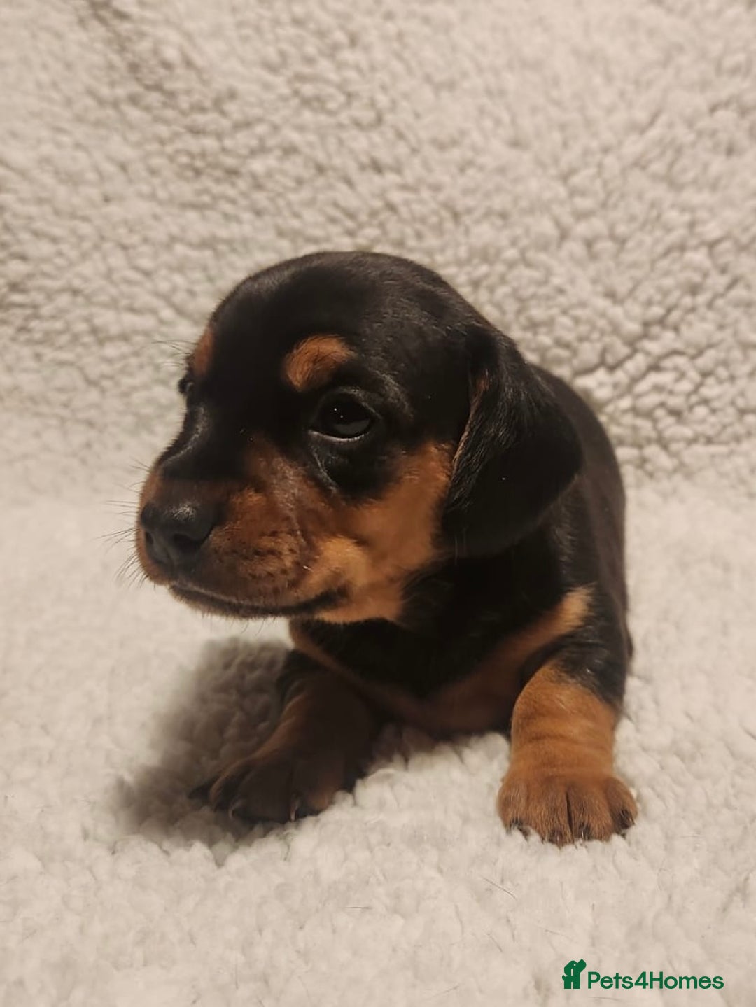 Dachshund dogs for sale: 🐾 Beautiful Dachshund Female Puppies  🐾 - Advert 7
