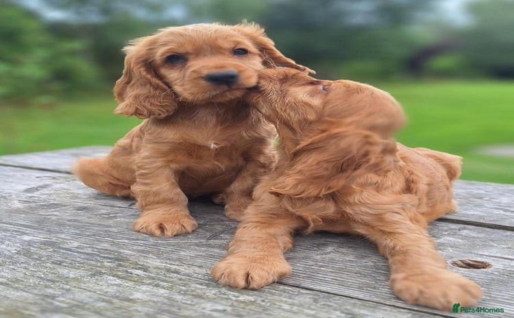 Cocker Spaniel dogs - Advert 20