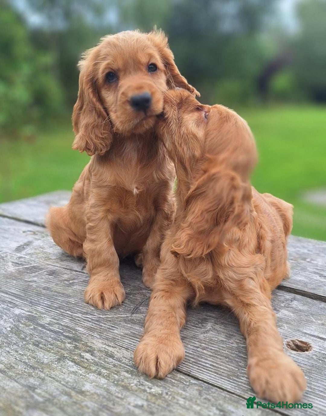 Cocker Spaniel dogs for sale: Health tested Cocker spaniel puppies - Image 1