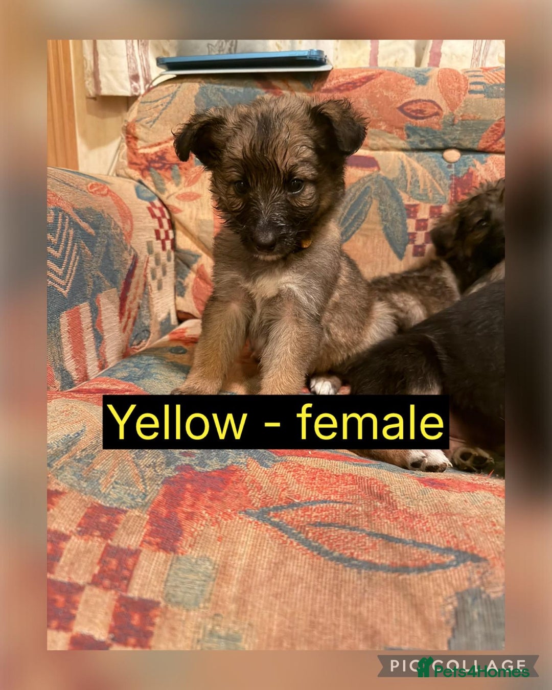 Mixed Breed dogs for sale: German Shepherd X BlueMerletan border collie  - Advert 6