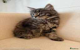 Maine Coon cats for sale: Tabby Kittens  - Image 9