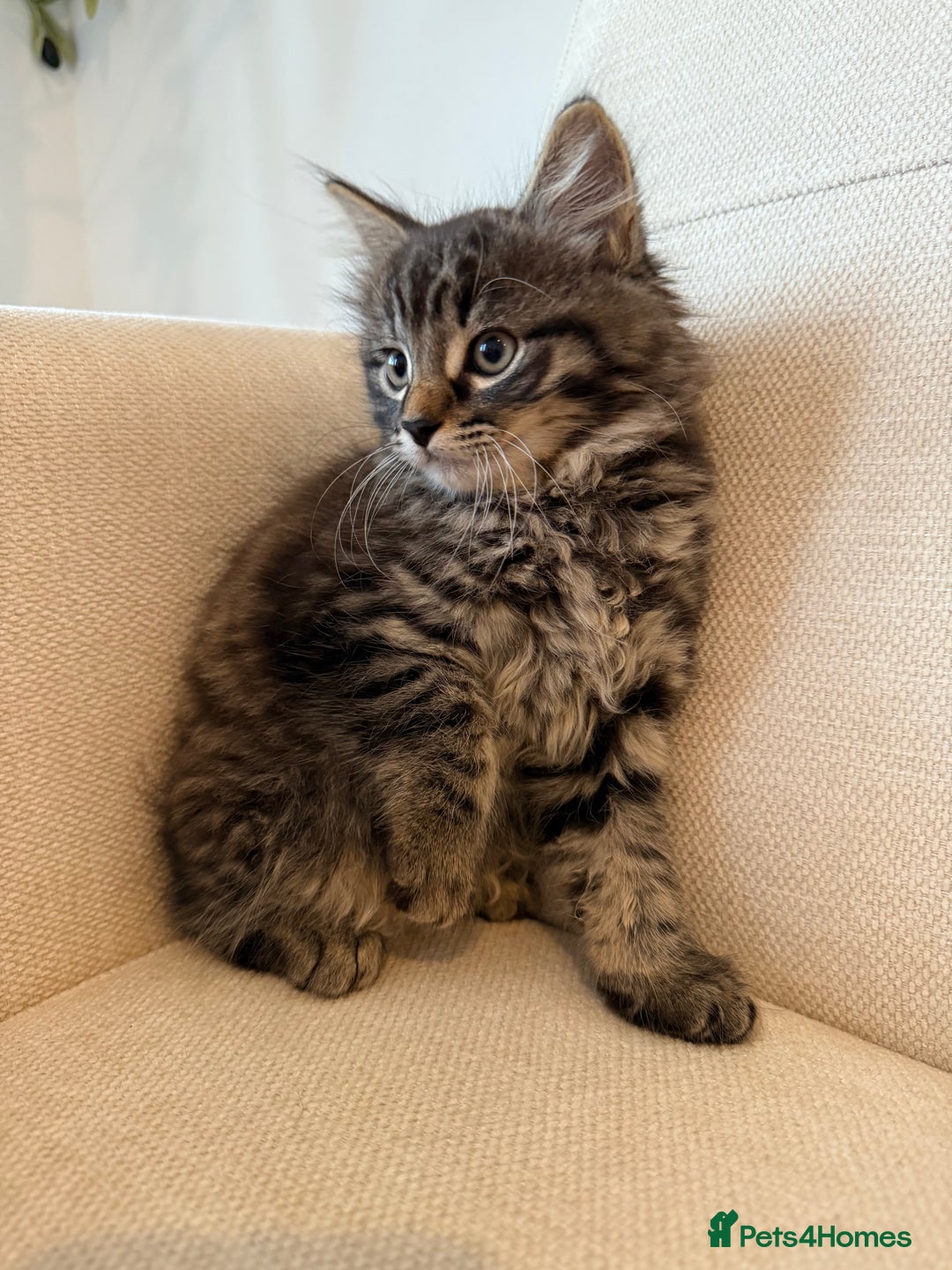 Maine Coon cats for sale: Tabby Kittens  - Image 9