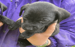 Labrador Retriever dogs for sale: Labrador Puppies from Working Parents - Image 18