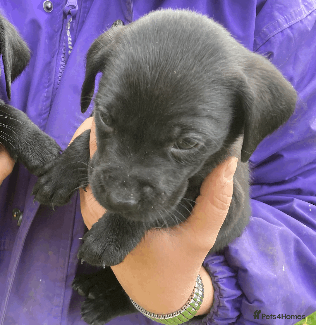 Labrador Retriever dogs for sale: Labrador Puppies from Working Parents - Image 18