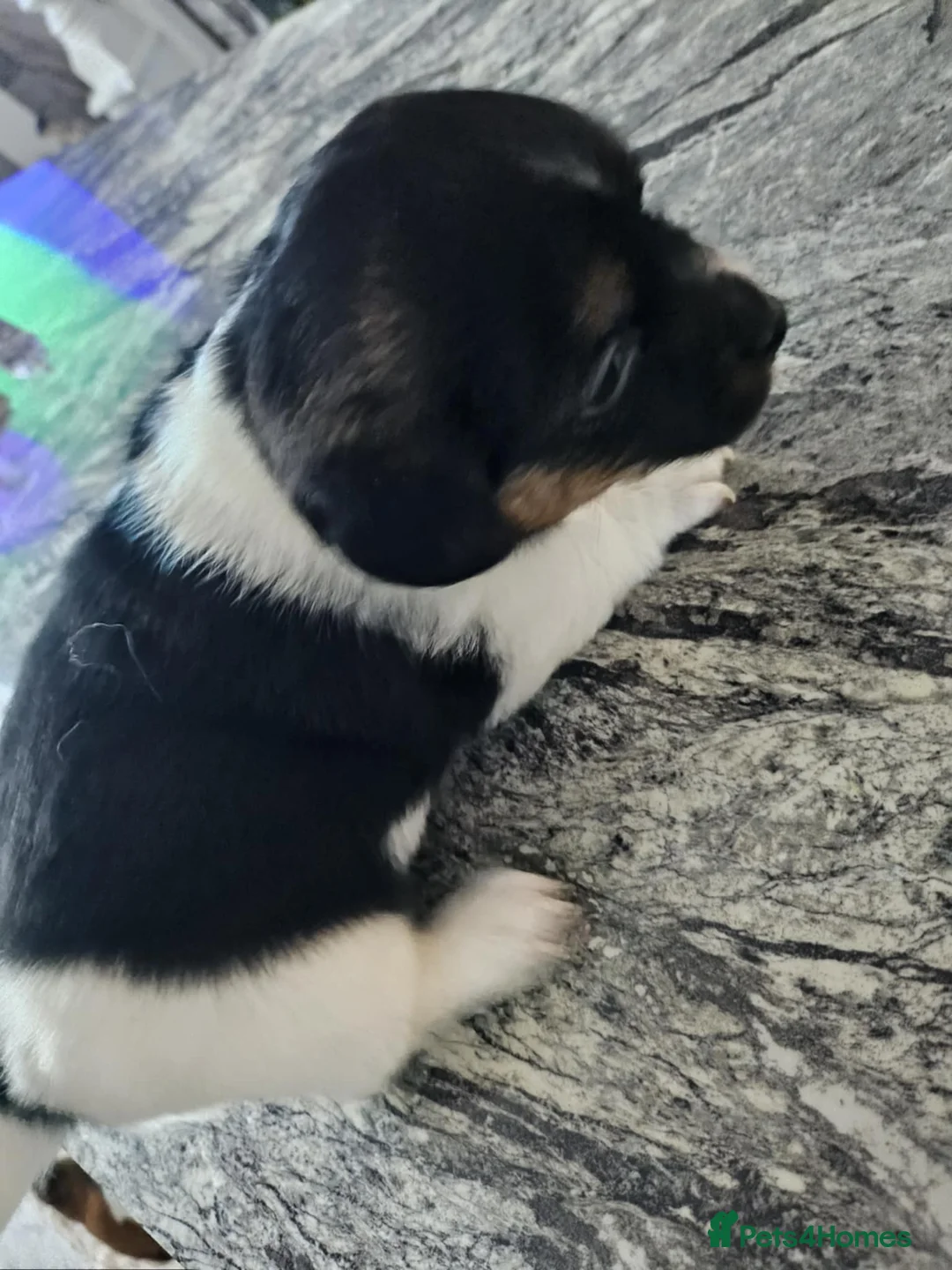 Jack Russell dogs for sale: Full pedigree jack russle pups  - Advert 15