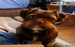 Mixed Breed dogs for sale: Dachshund x shih tzu puppies  - Image 6