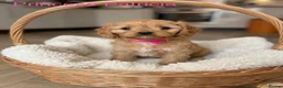 Cavapoo dogs for sale: Pedigree Cavapoo puppies health tested READY NOW - Advert 8