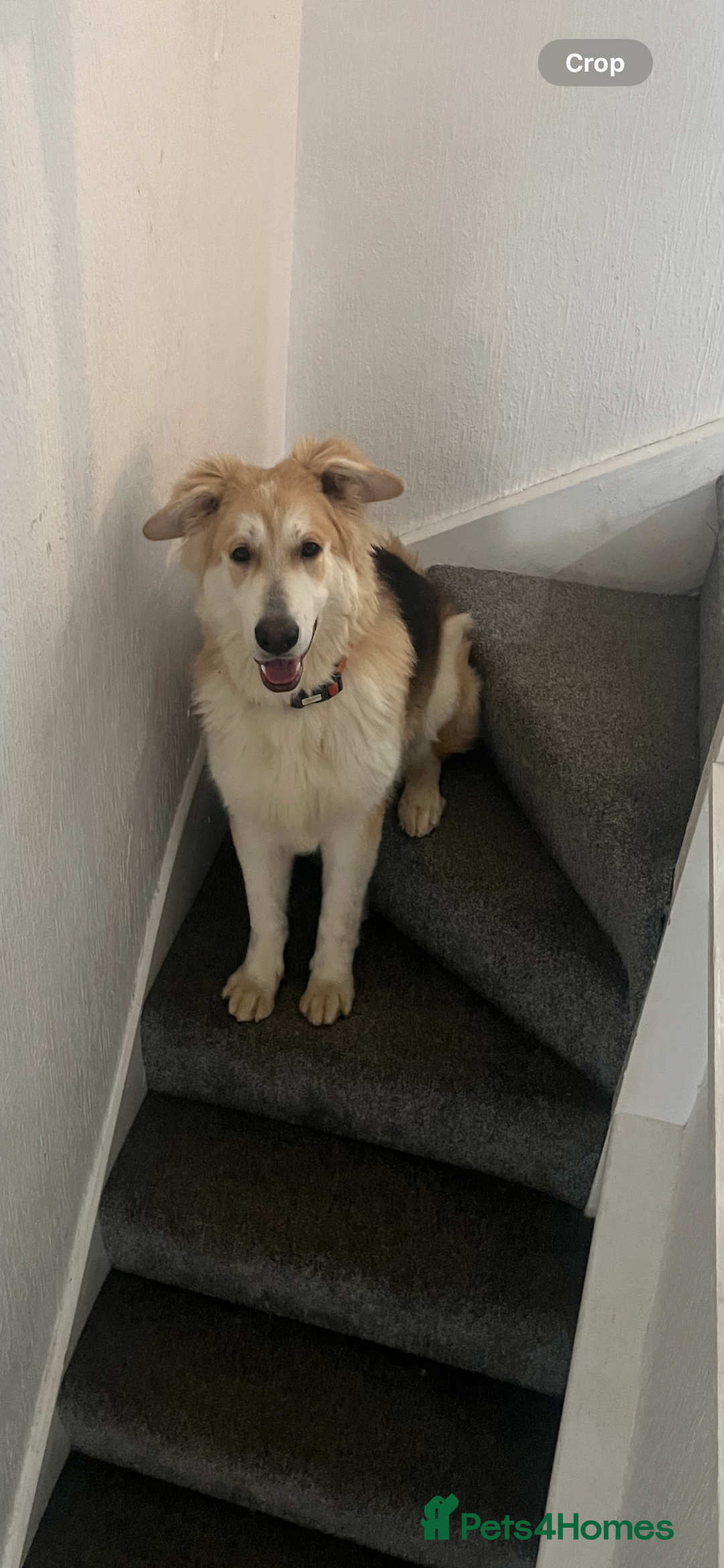 German Shepherd dogs for sale: long haired white sable boy  in Porthcawl - Image 4