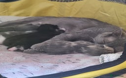 British Shorthair cats for sale: 3 beautiful kittens ready for forever homes - Image 10