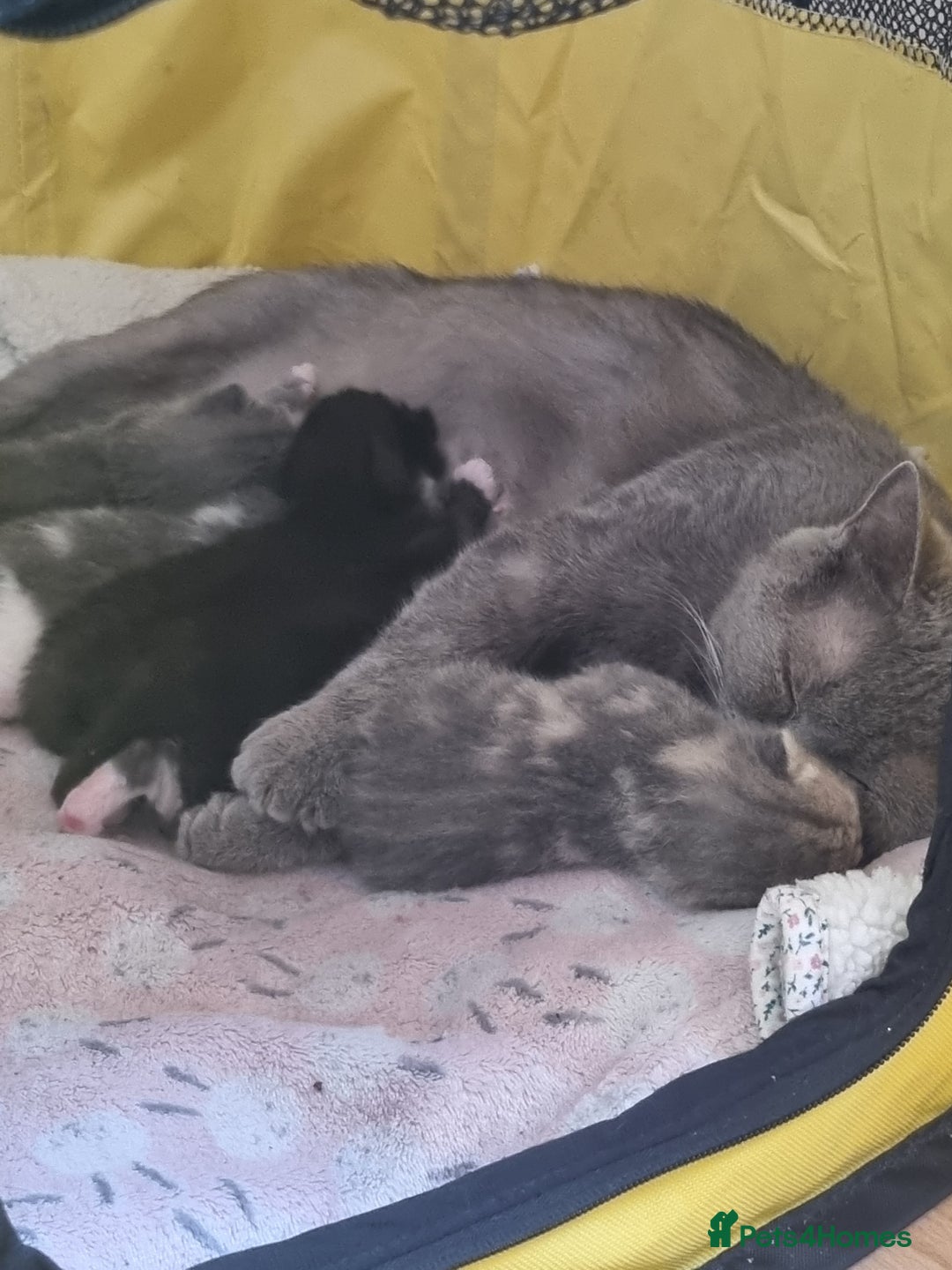 British Shorthair cats for sale: 3 beautiful kittens ready for forever homes - Image 10