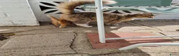 Maine Coon cats for sale: KITTENS  - Advert 8