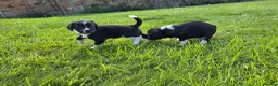 Mixed Breed dogs for sale: Sprollies  - Advert 5