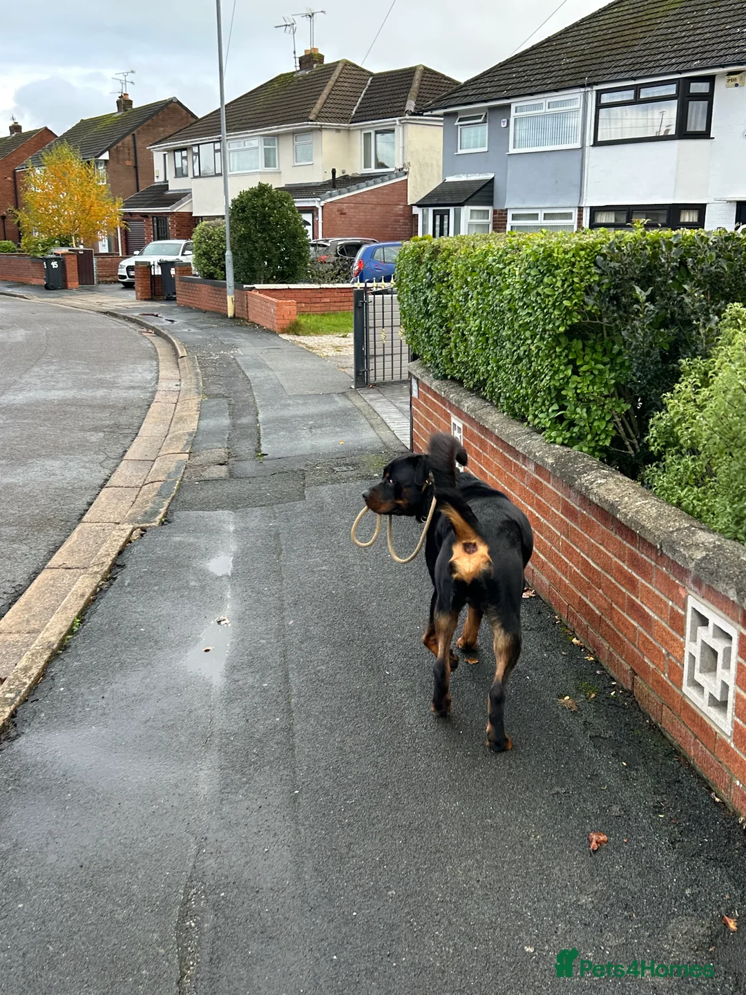 Rottweiler dogs for sale: 2 year old male full German  - Advert 4