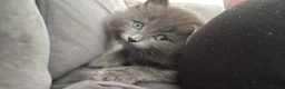 Mixed Breed cats for sale: Rag doll x blue Russian kitten  in Birmingham - Advert 2