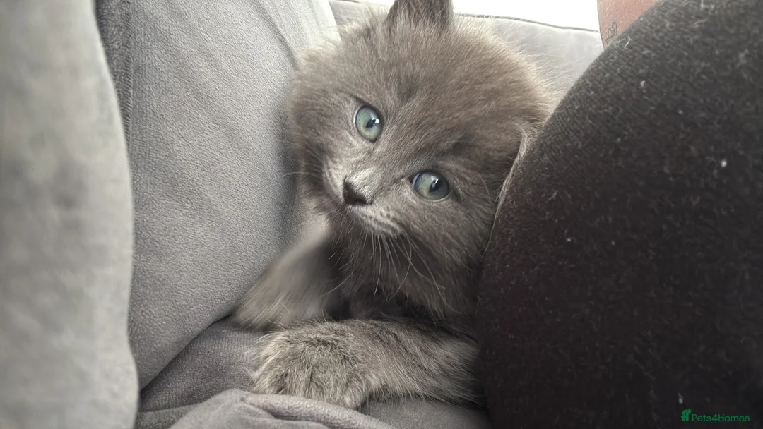 Mixed Breed cats for sale: Rag doll x blue Russian kitten  in Birmingham - Advert 2