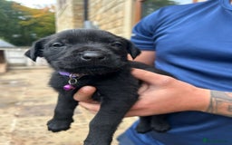 Mixed Breed dogs for sale: Mixed giant schnauzer x rottweiler puppies - Image 11