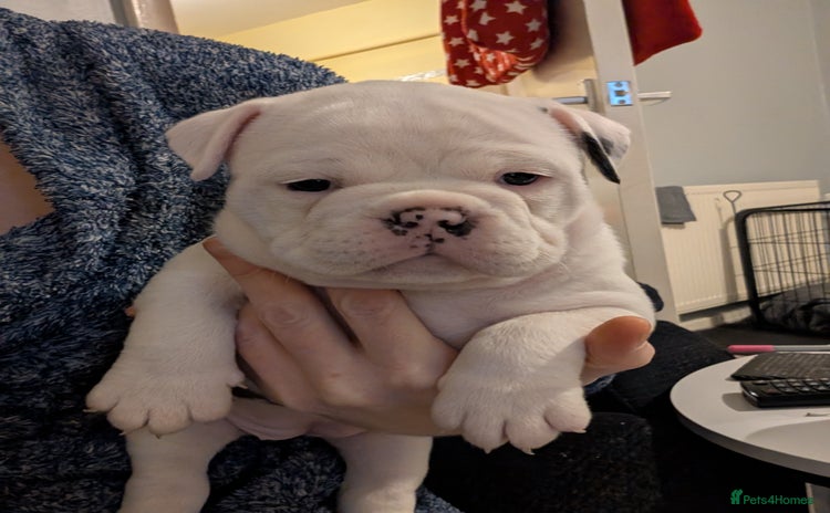 Old Tyme Bulldog dogs - Advert 18