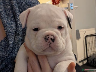 Old Tyme Bulldog dogs Old tyme bulldog pups - Advert 19